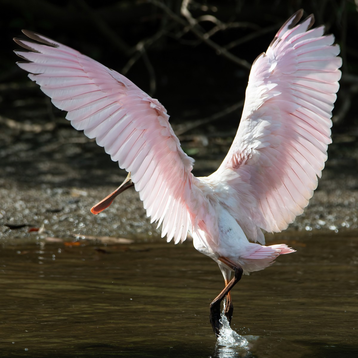 rosenskjestork - ML623002605