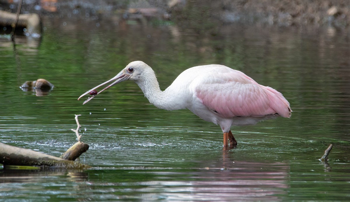 rosenskjestork - ML623002626