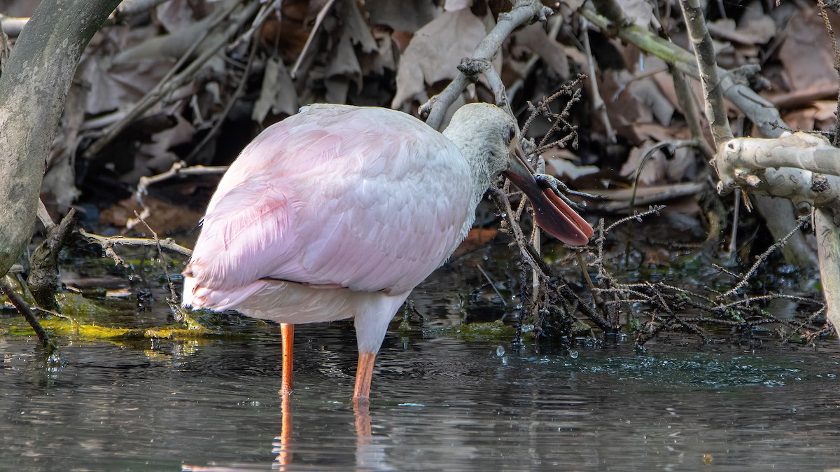 rosenskjestork - ML623002630