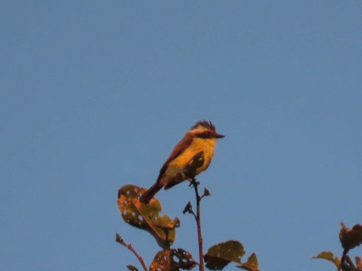 Three-striped Flycatcher - ML623002632