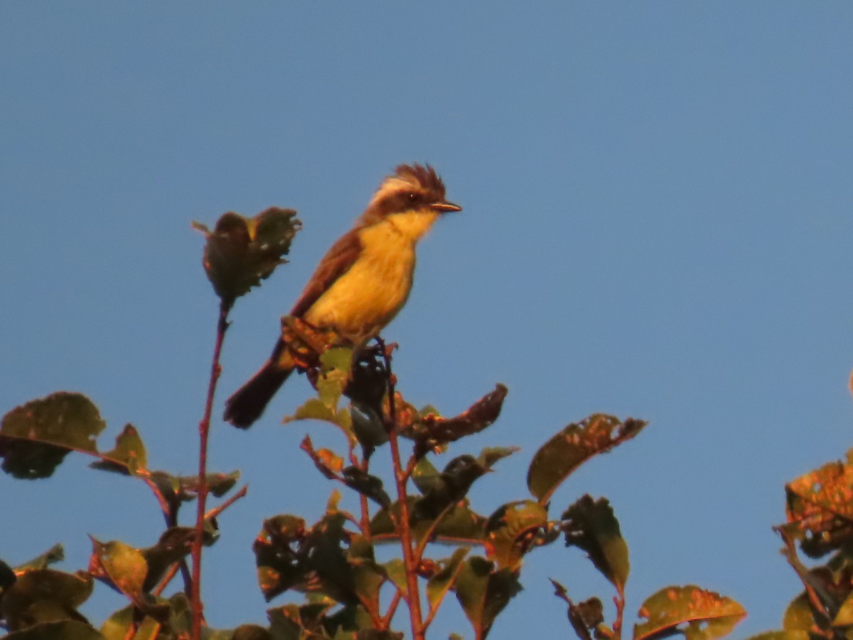 Three-striped Flycatcher - ML623002635