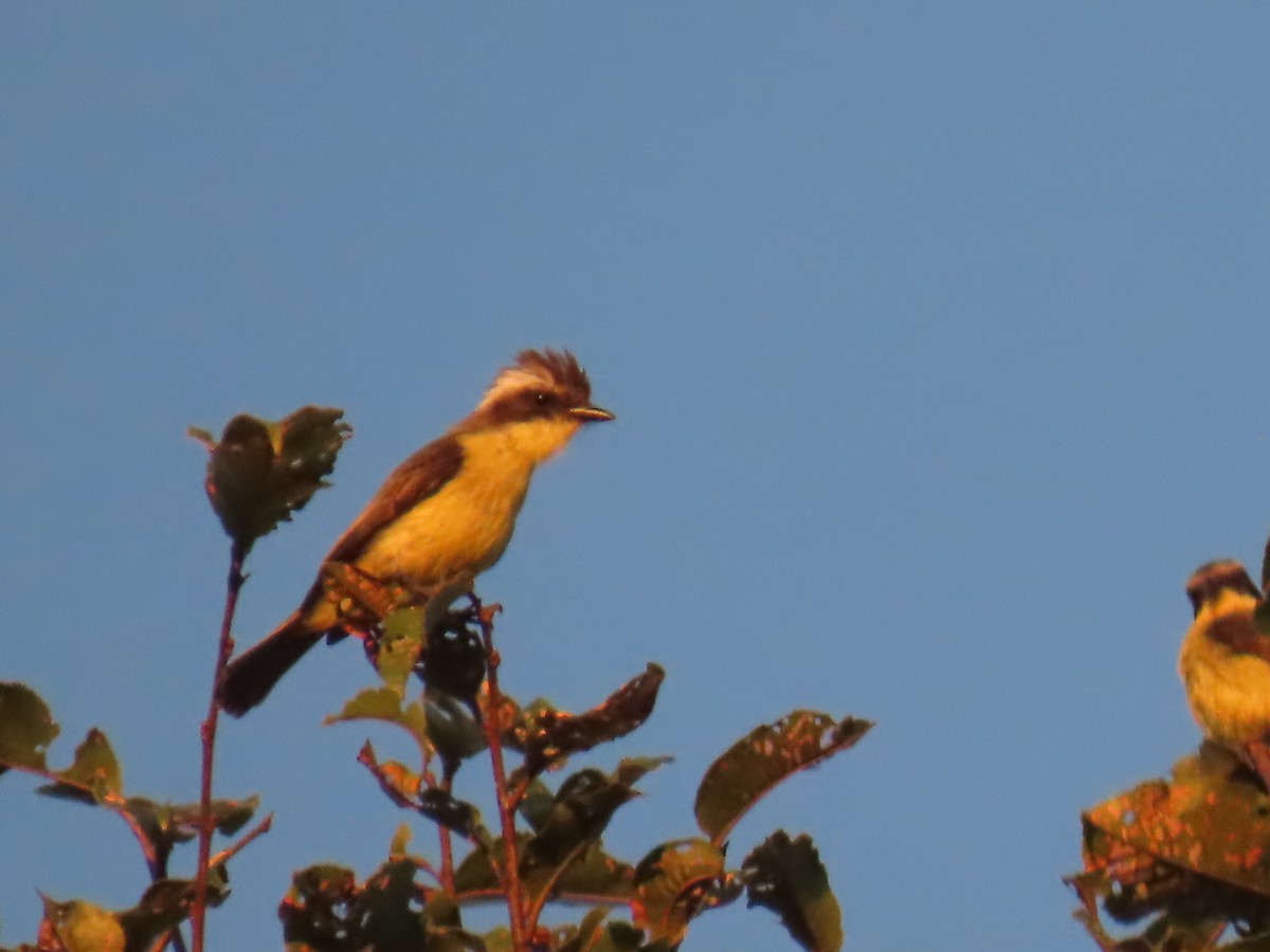 Three-striped Flycatcher - ML623002640