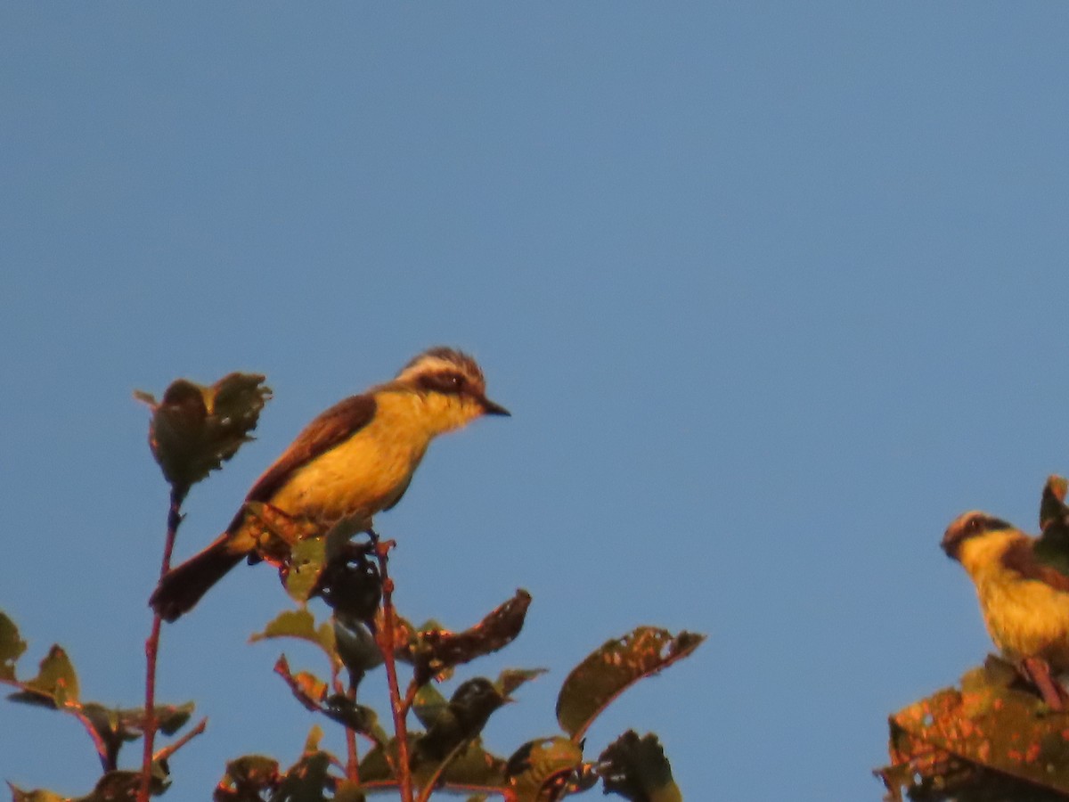 Three-striped Flycatcher - ML623002644