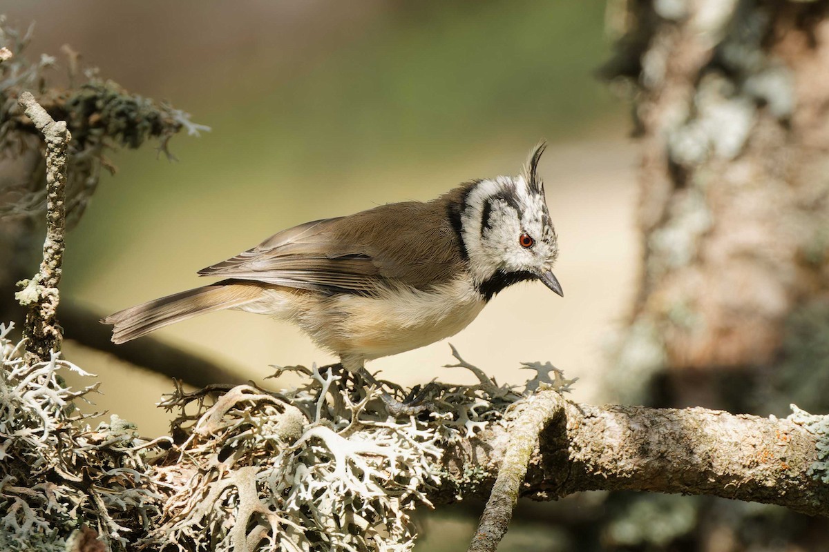 Crested Tit - ML623002665