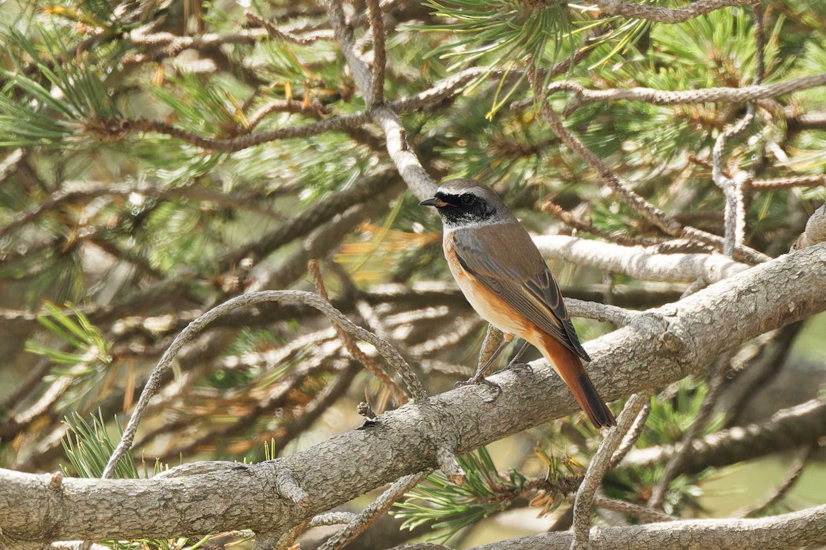Common Redstart - ML623002709