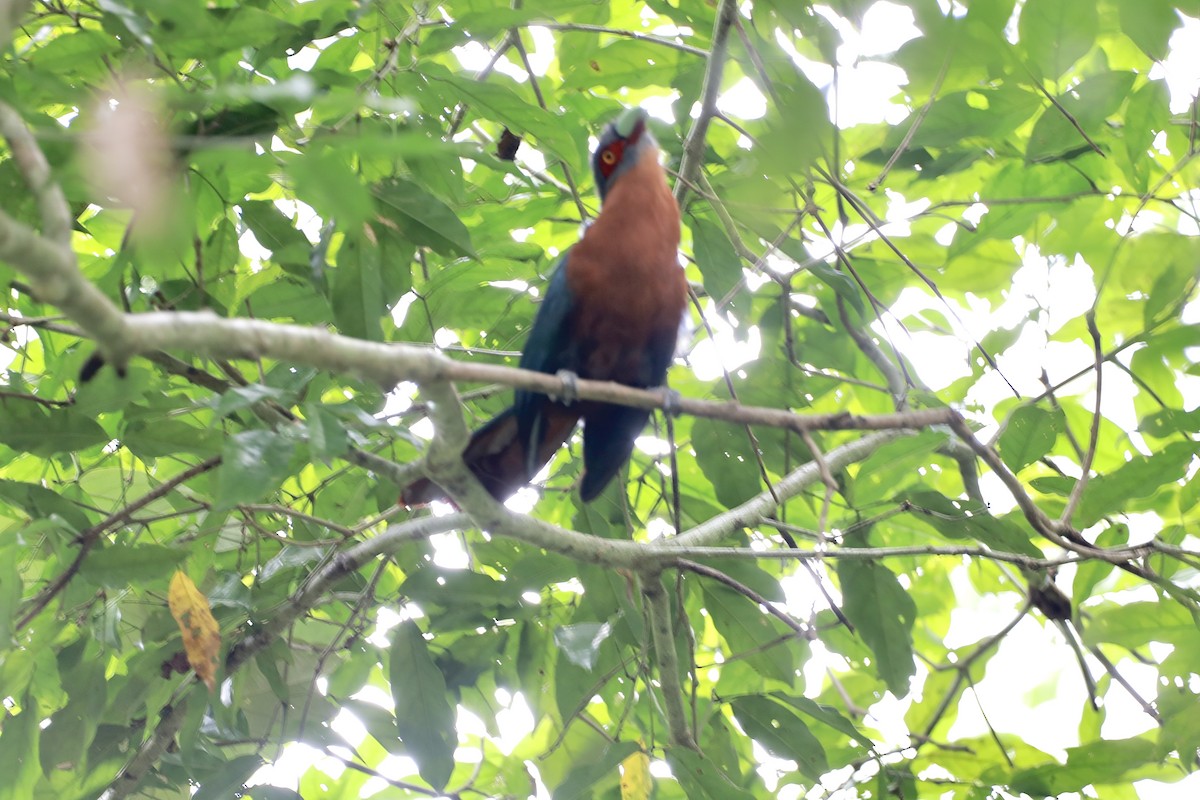 Chestnut-breasted Malkoha - Peeramon Ngarmtipanont