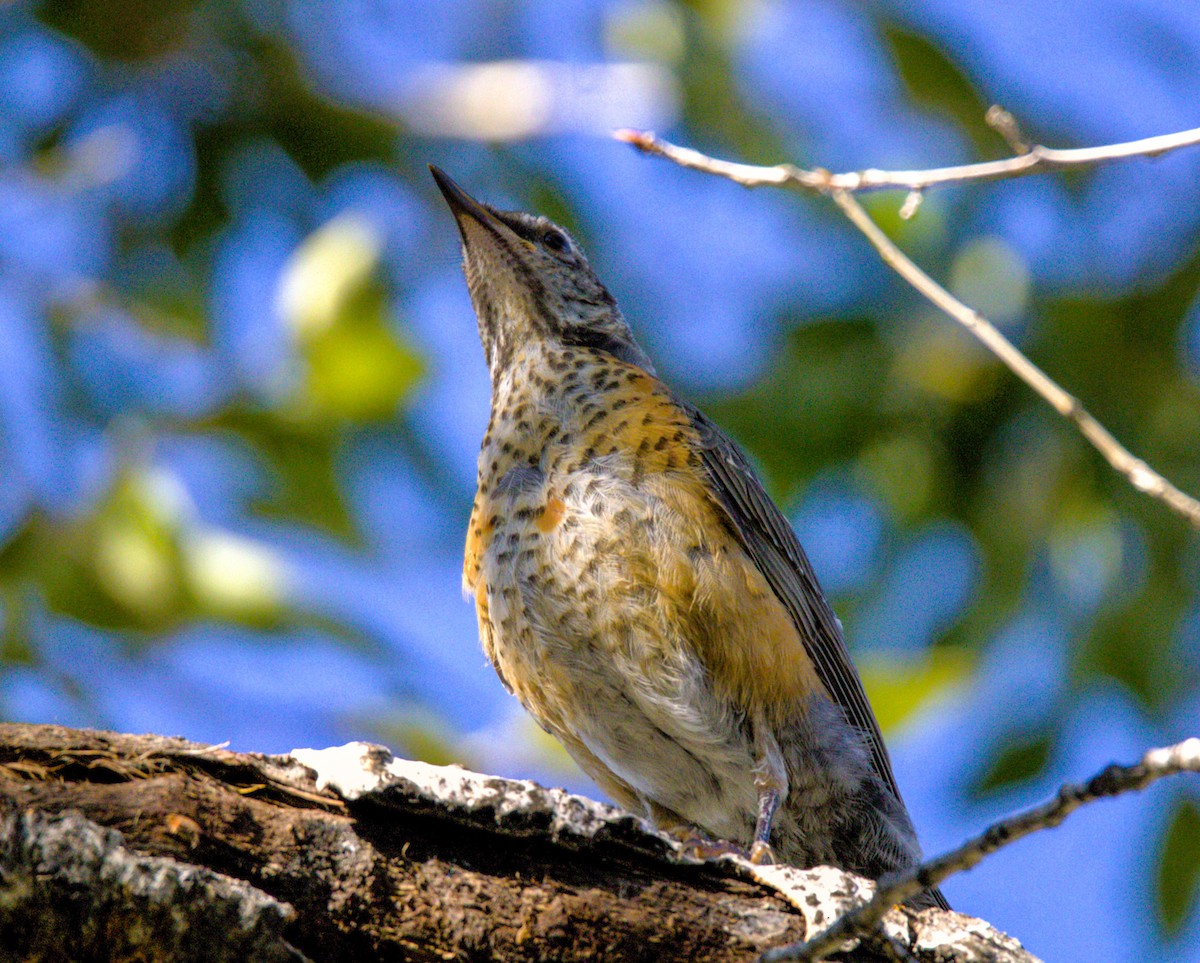 American Robin - Don Carney