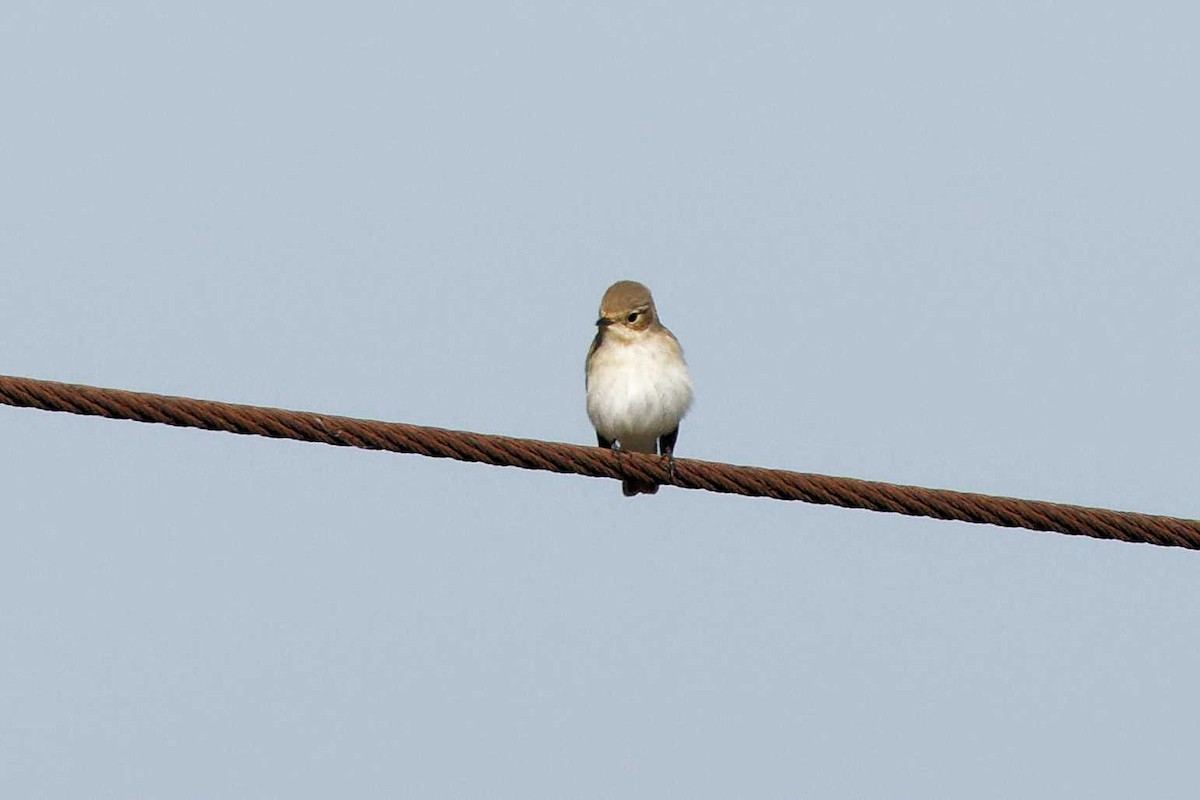 European Pied Flycatcher - ML623002753