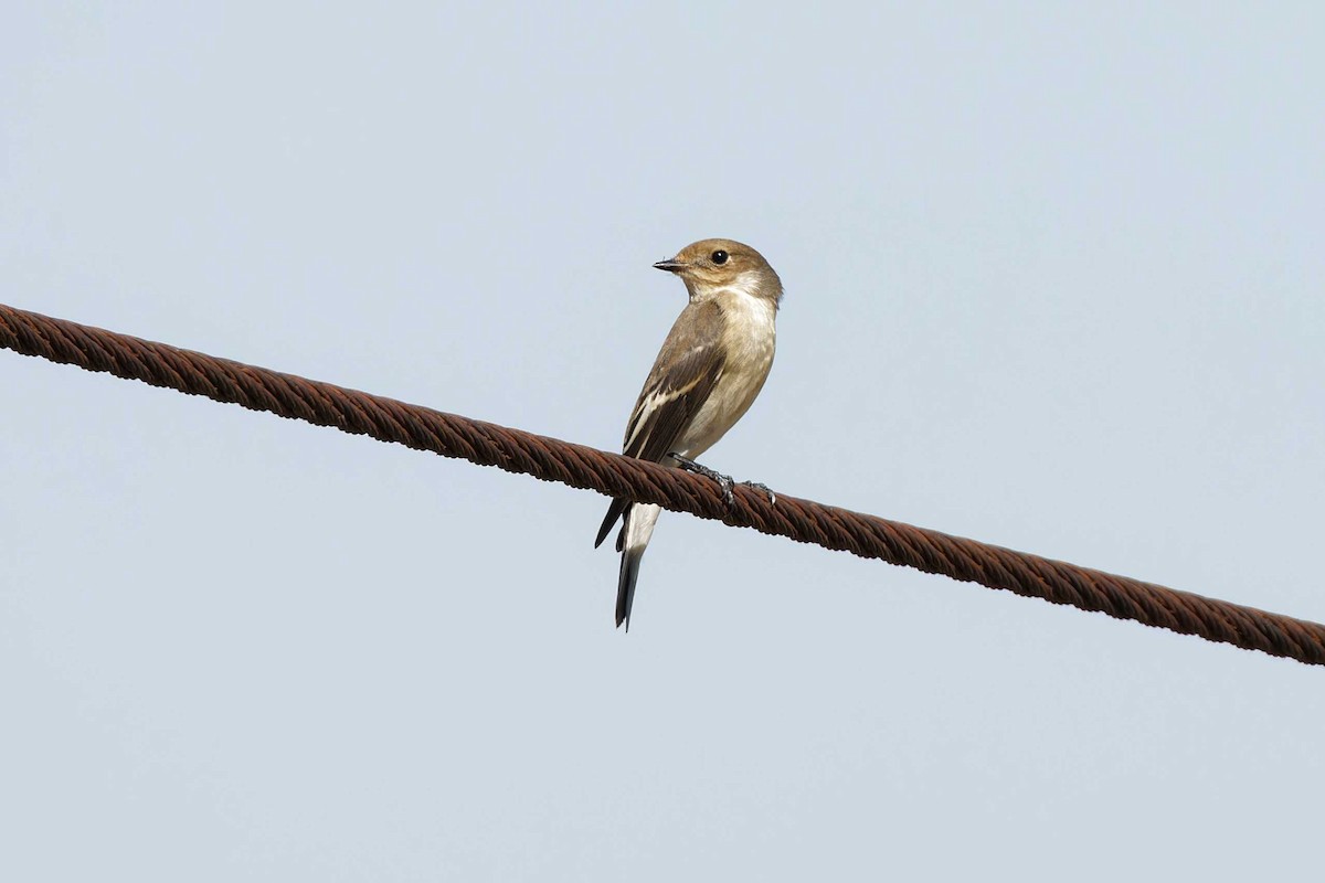 European Pied Flycatcher - Matthew Mellor