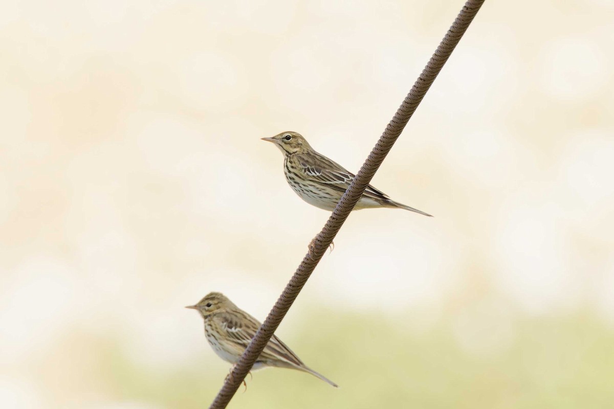 Tree Pipit - Matthew Mellor