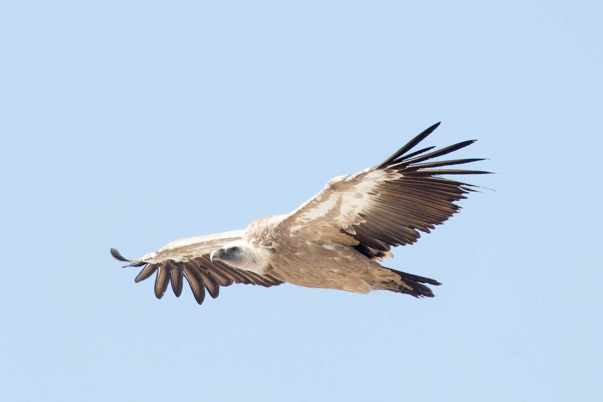 Eurasian Griffon - ML623002797