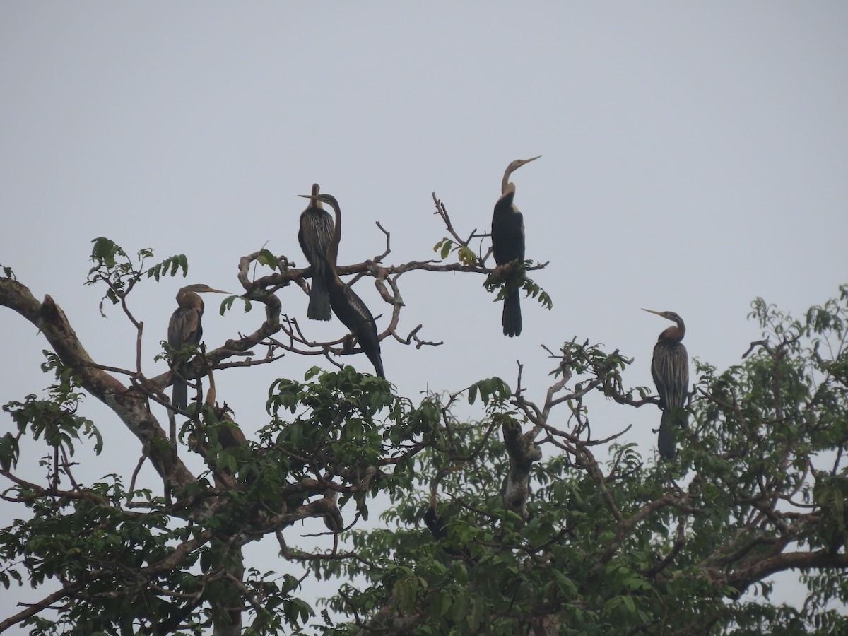 Oriental Darter - 鵂 劉