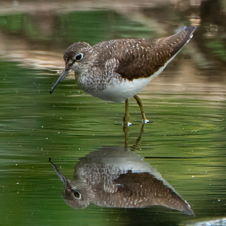 eremittsnipe - ML623002944