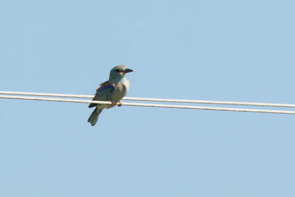 European Roller - ML623002978