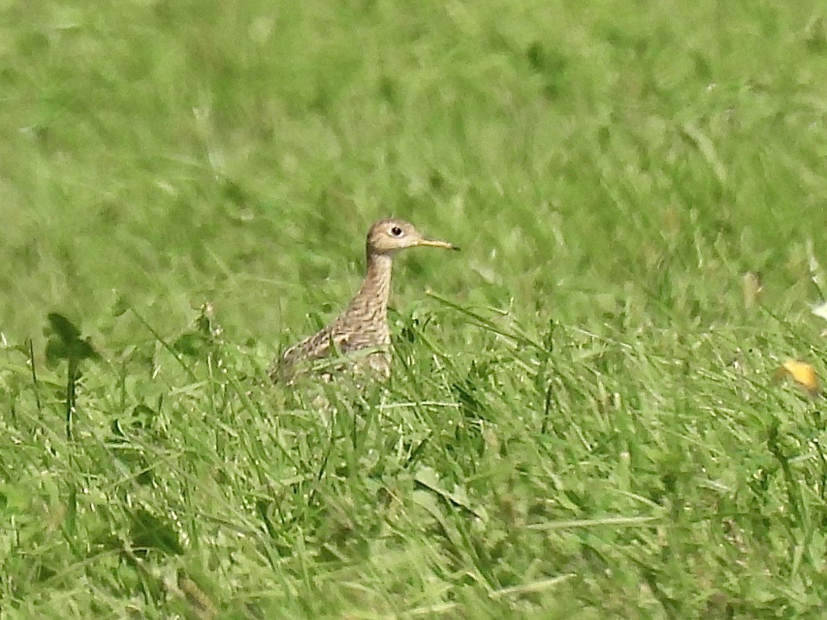 Upland Sandpiper - ML623002995