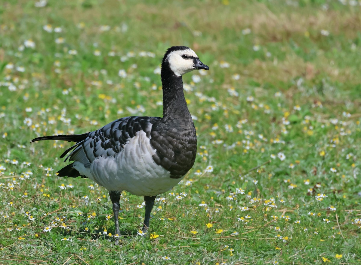 Branta musuzuria - ML623003114