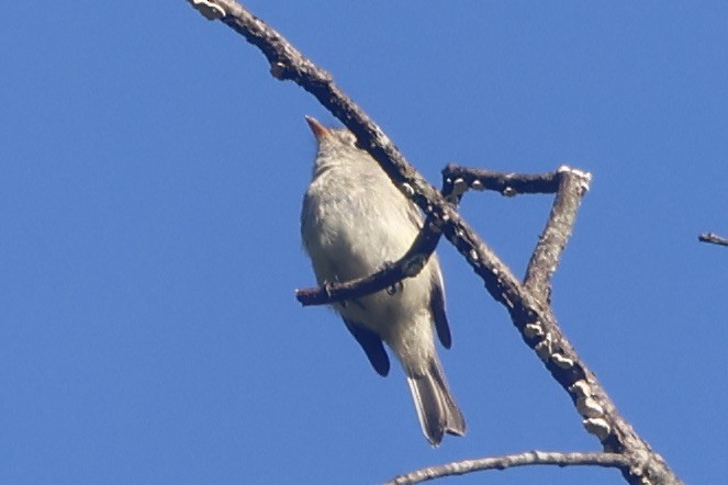 Least Flycatcher - Daniel Morton