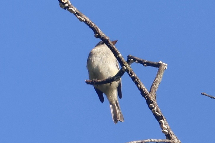 Least Flycatcher - ML623003171