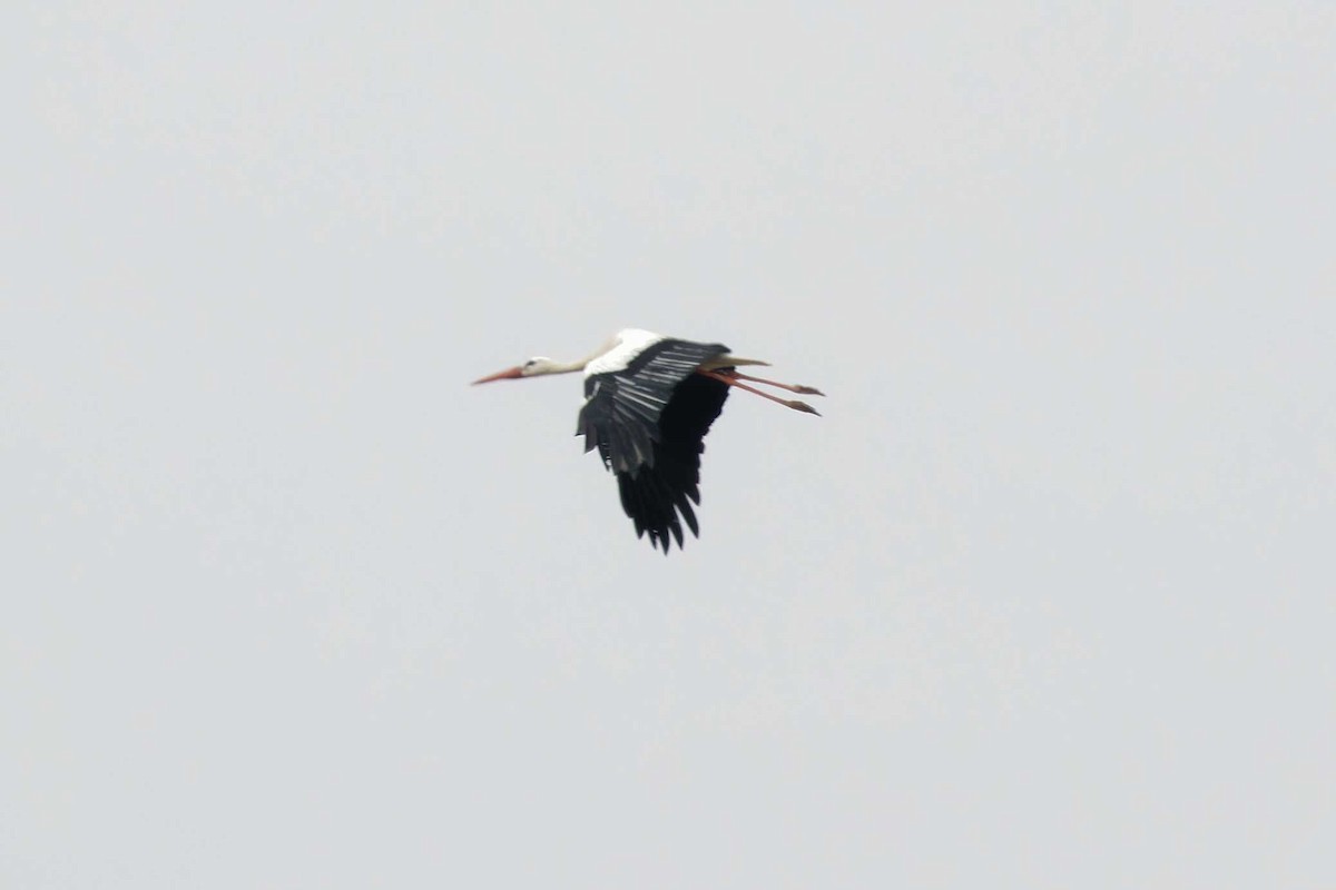 White Stork - ML623003217