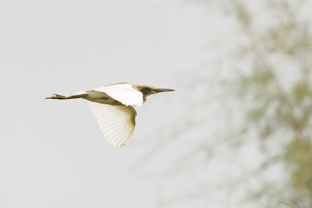 Squacco Heron - ML623003221