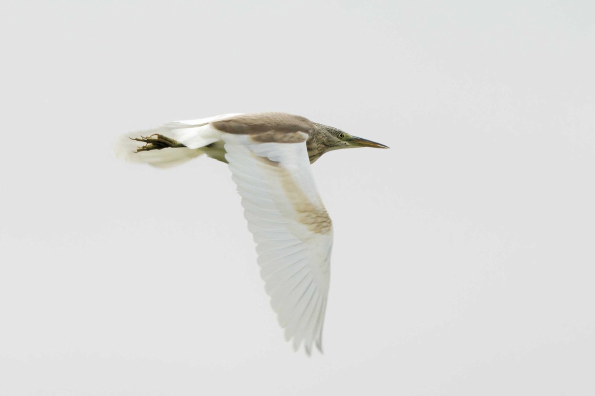 Squacco Heron - ML623003223