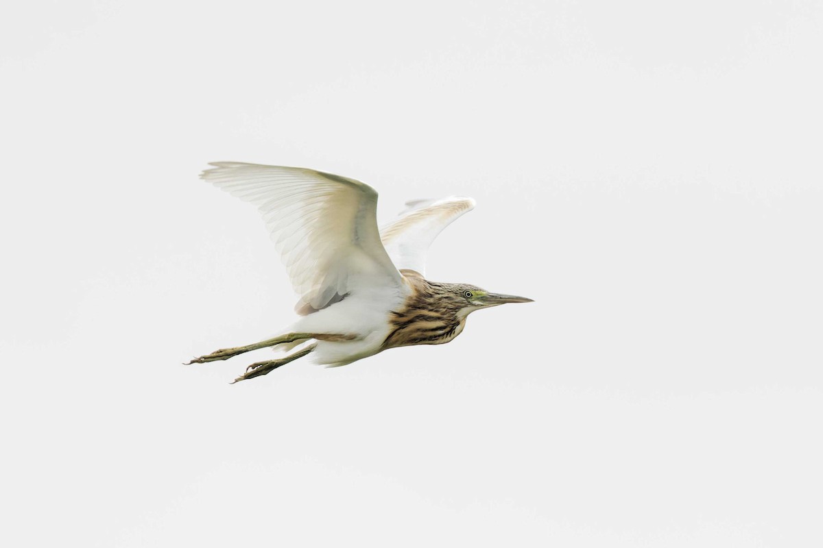 Squacco Heron - ML623003224