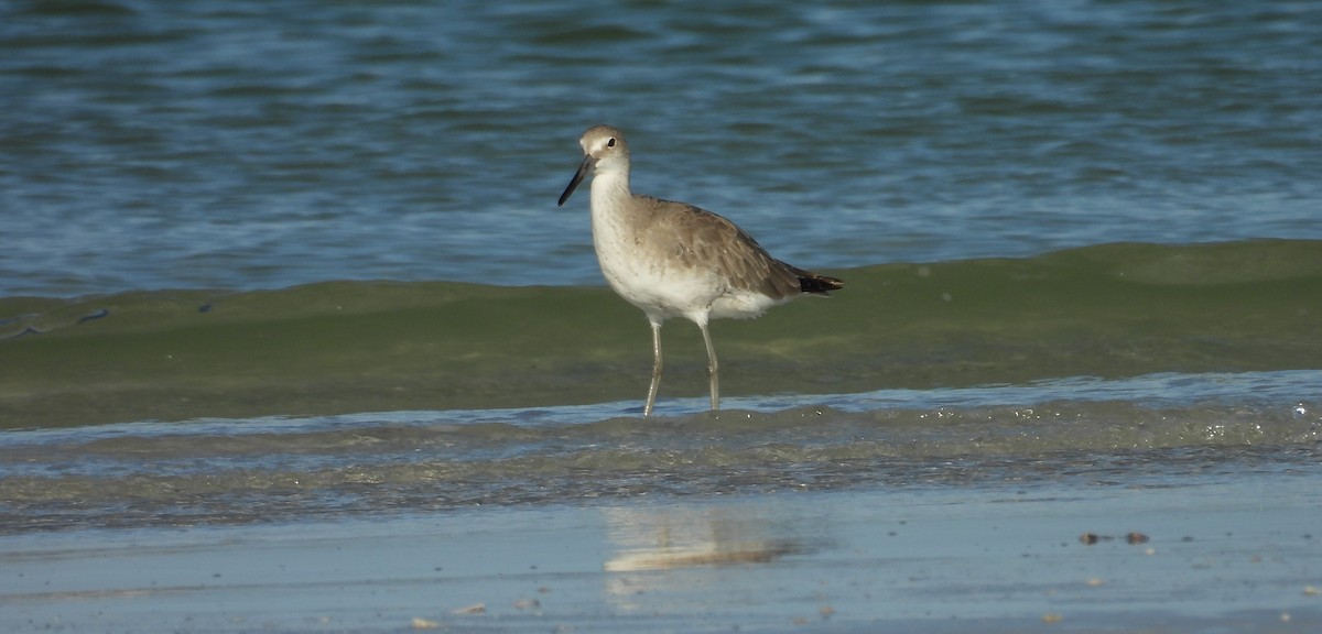 Willet - ML623003227