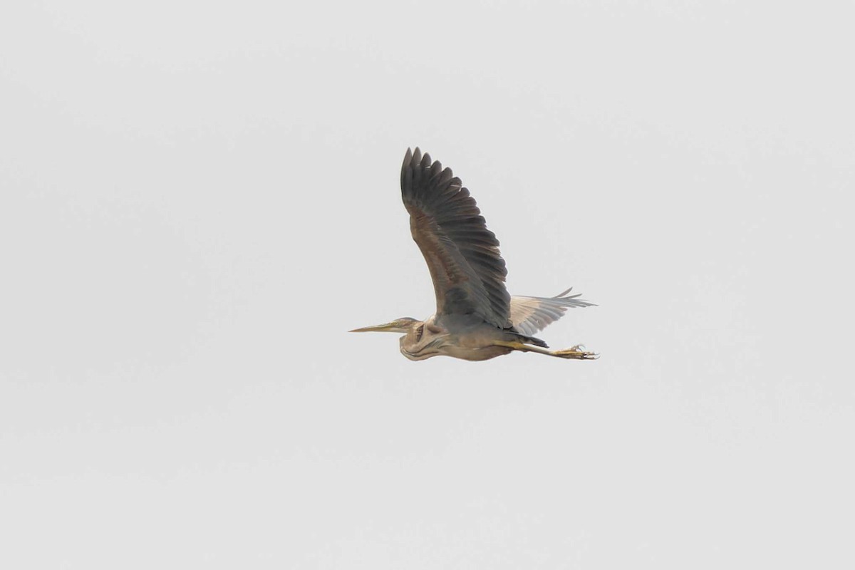 Purple Heron - ML623003233