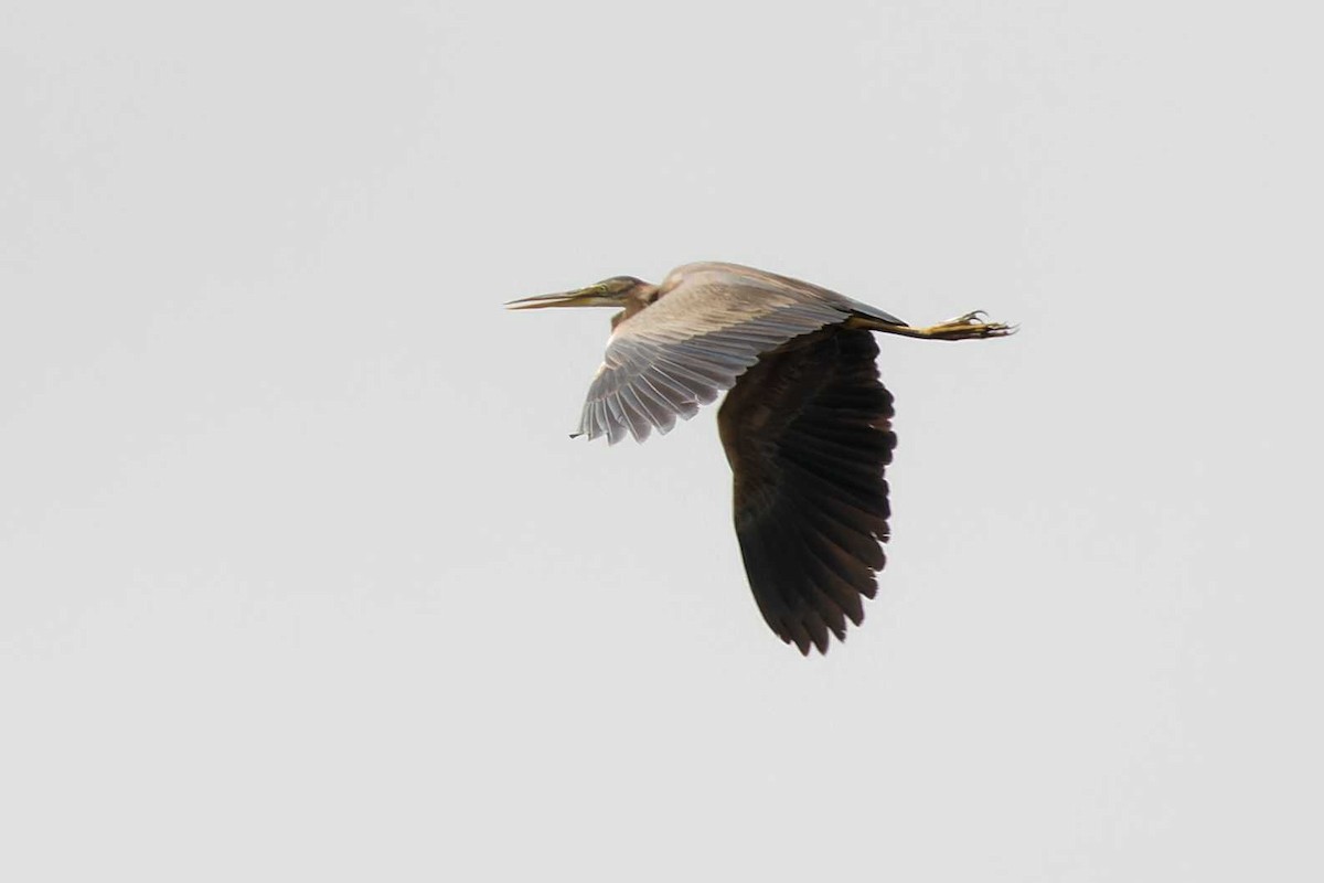 Purple Heron - ML623003234