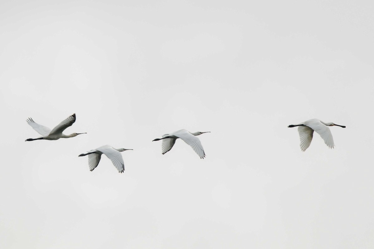 Eurasian Spoonbill - ML623003236