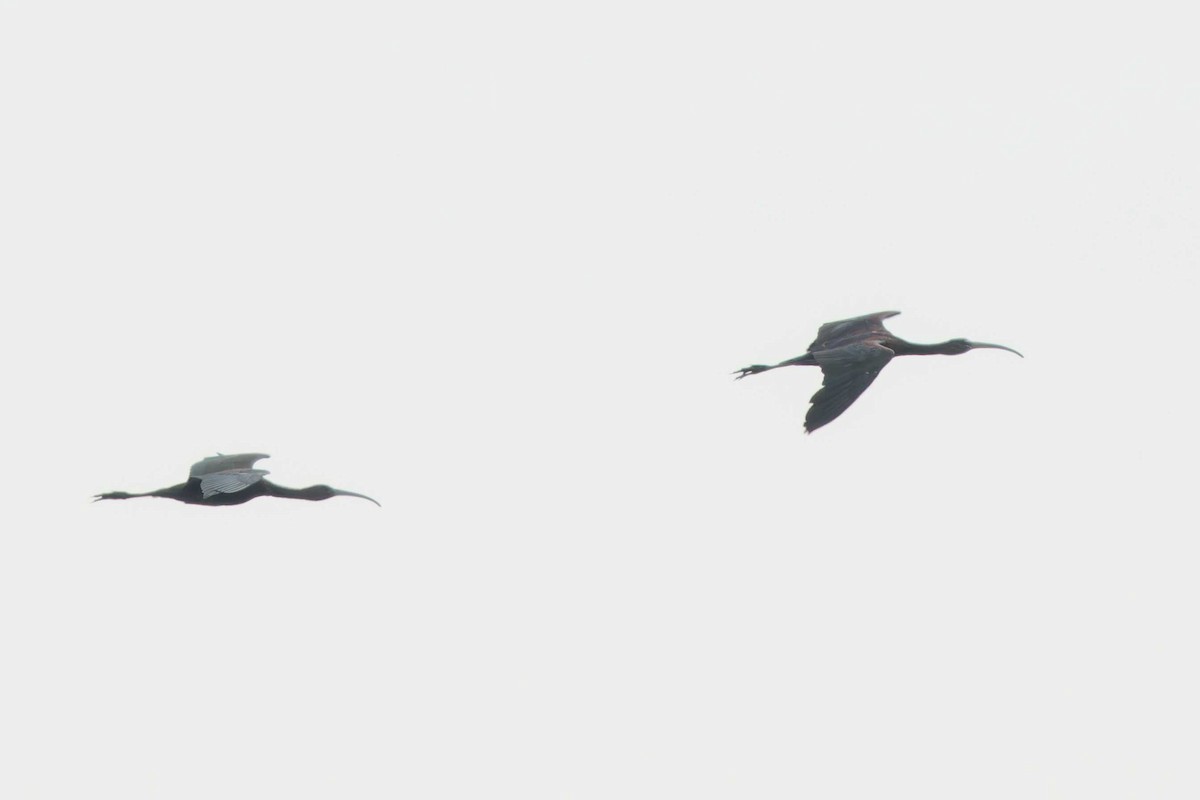 Glossy Ibis - ML623003237