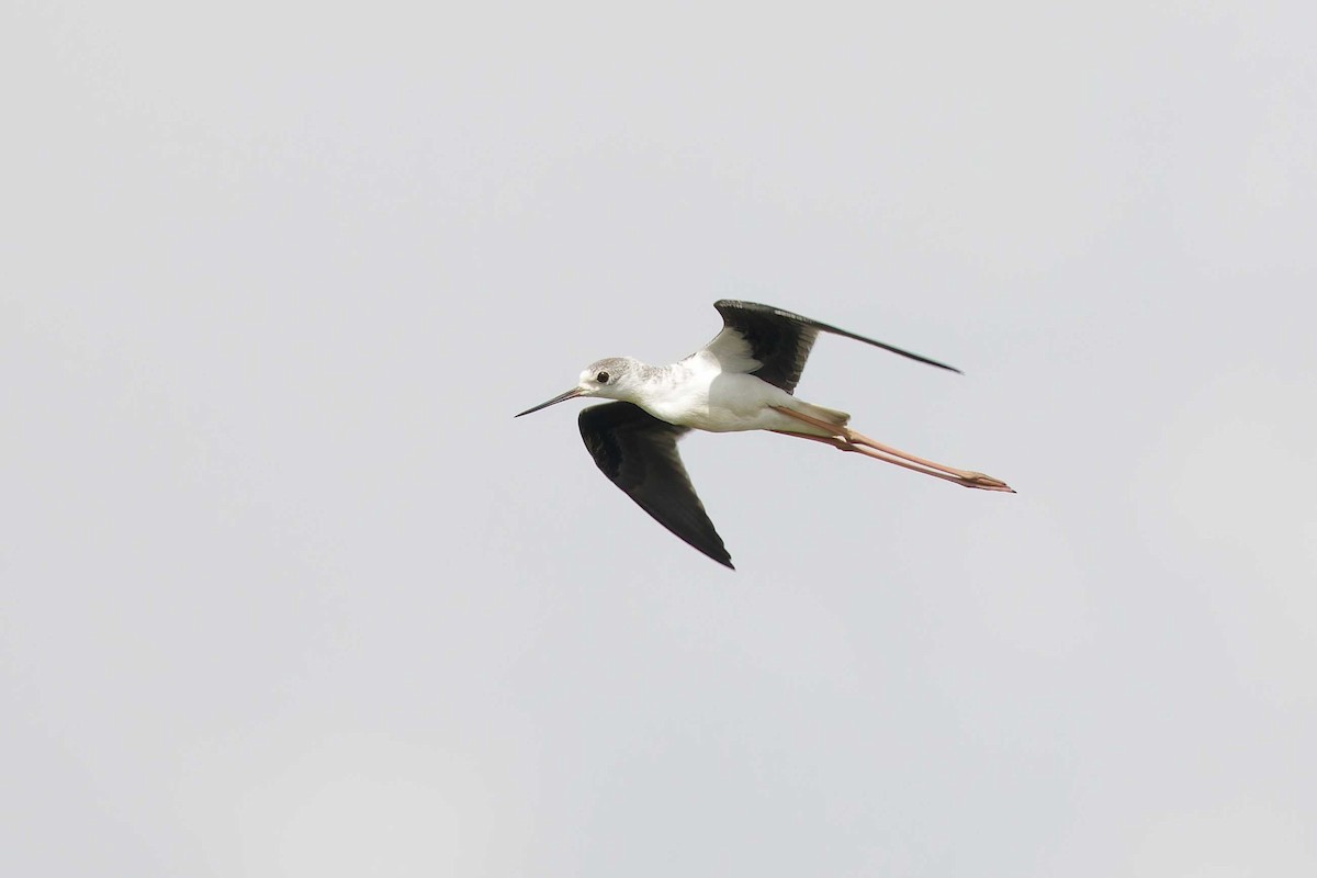 Black-winged Stilt - ML623003246