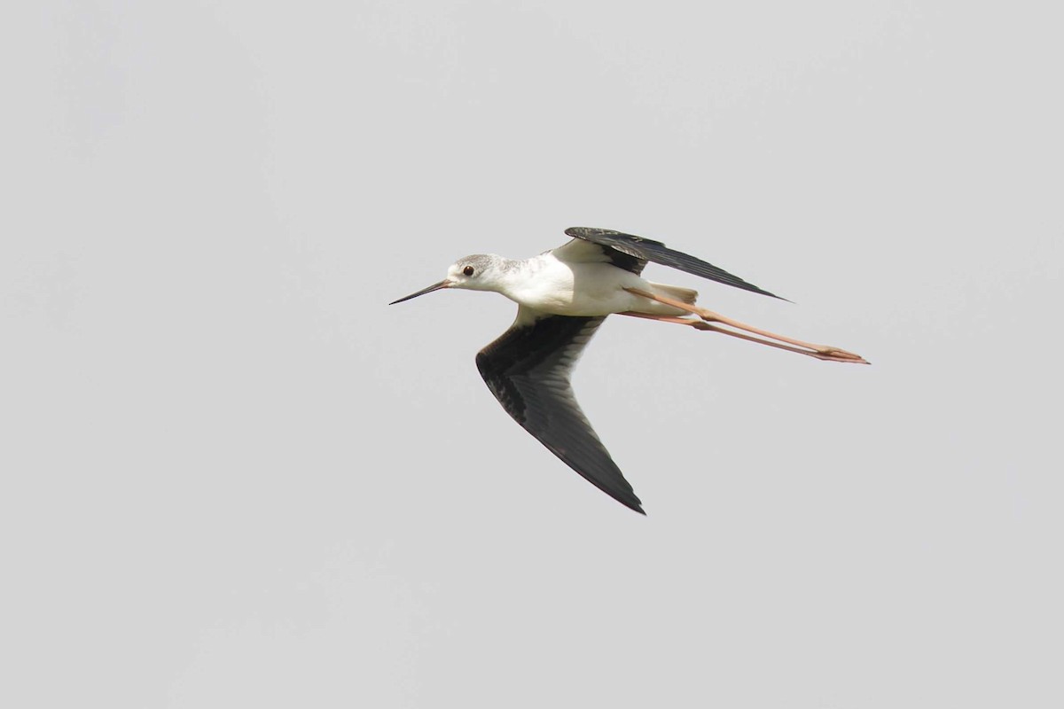 Black-winged Stilt - ML623003247