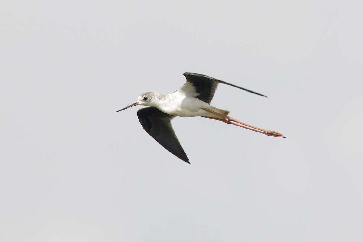 Black-winged Stilt - ML623003253