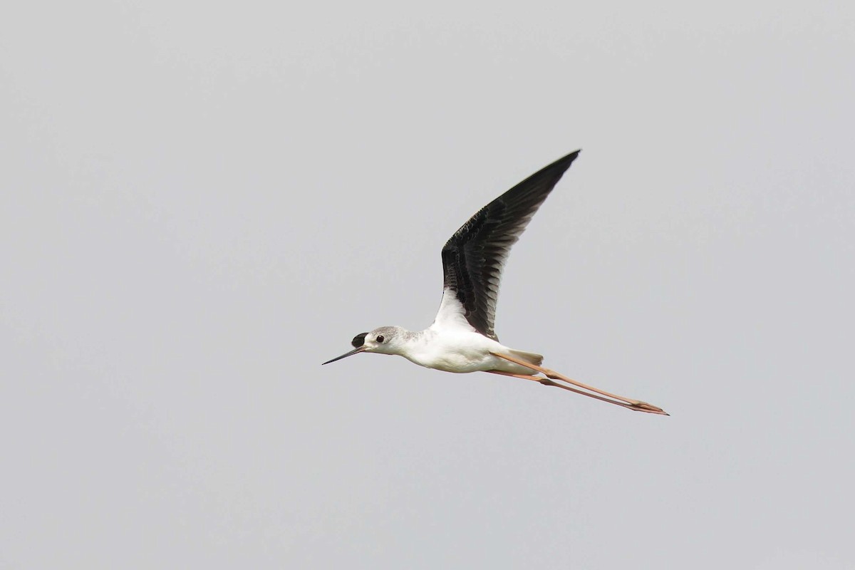 Black-winged Stilt - ML623003254