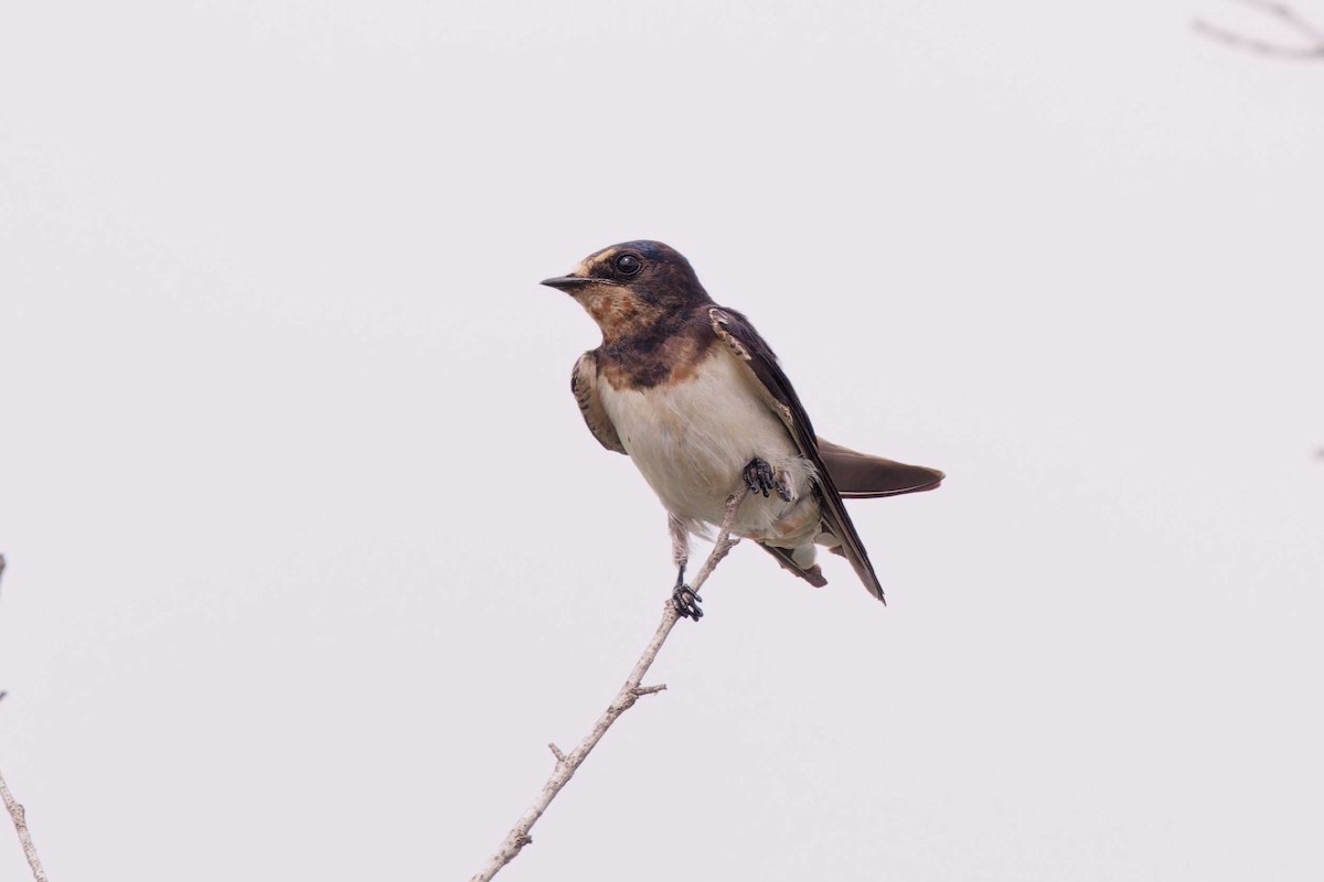 Barn Swallow - ML623003257