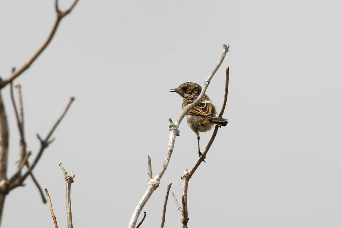 European Stonechat - ML623003261
