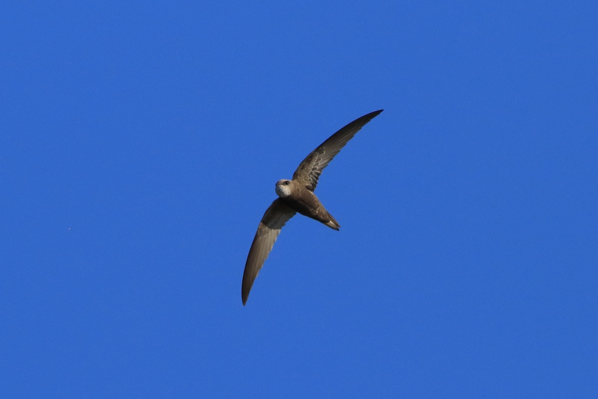 Pallid Swift - ML623003278