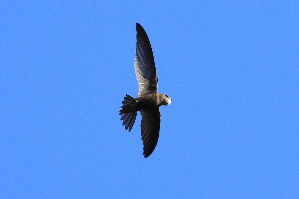 Pallid Swift - ML623003279