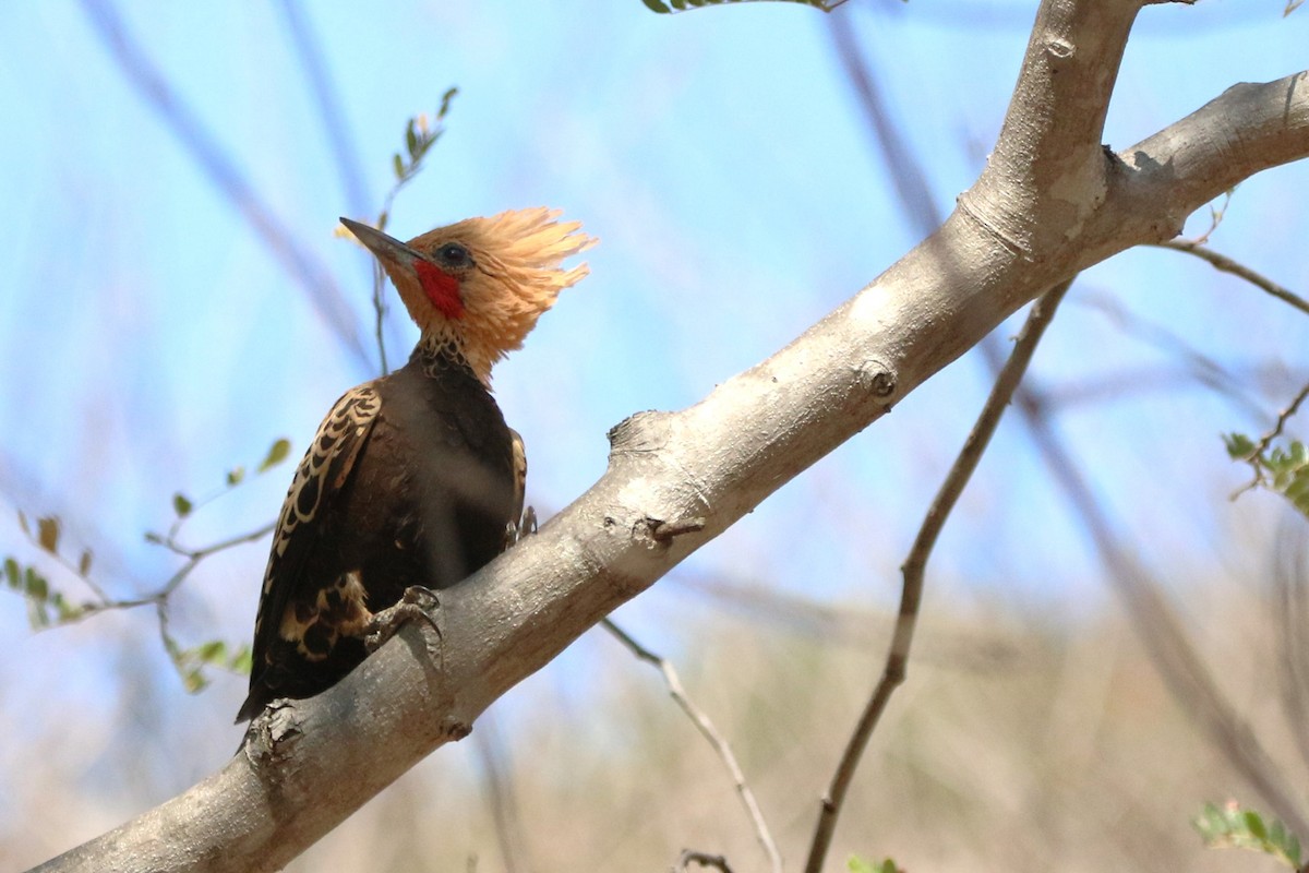 Ochre-backed Woodpecker - ML623003281