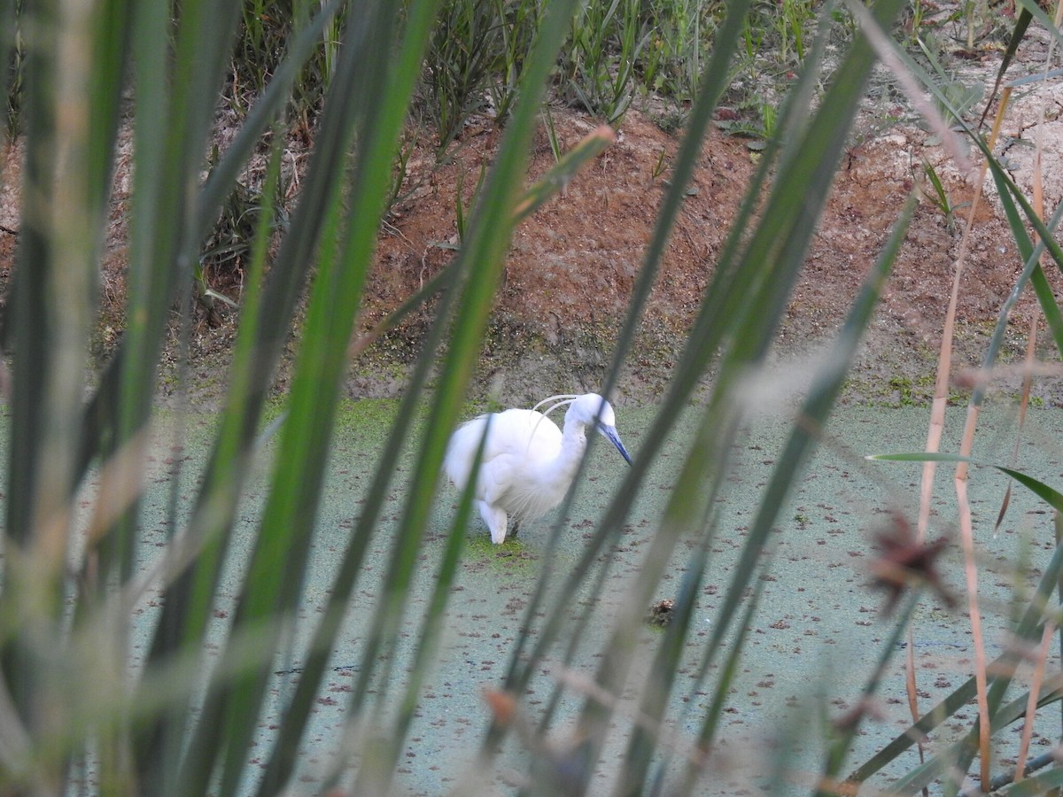 Little Egret - ML623003308