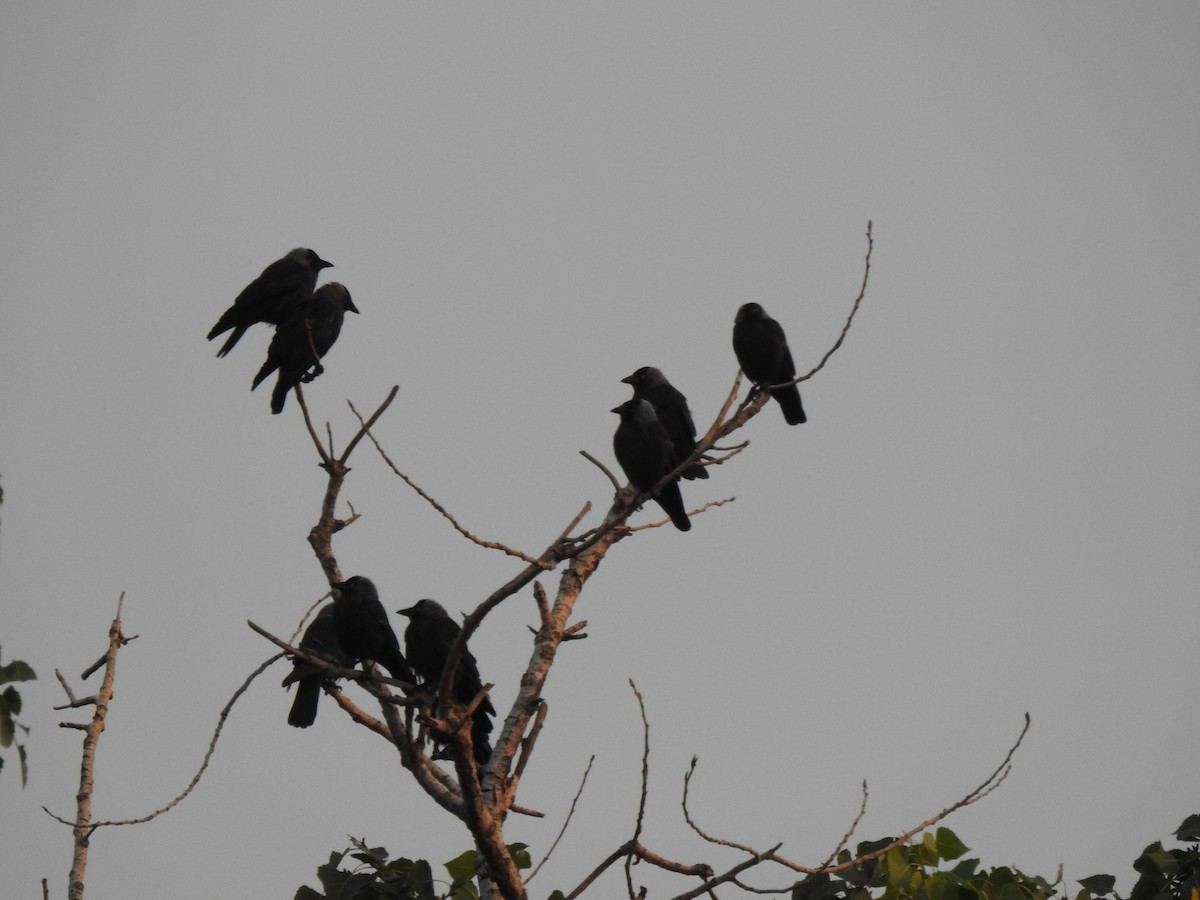 Eurasian Jackdaw - ML623003317