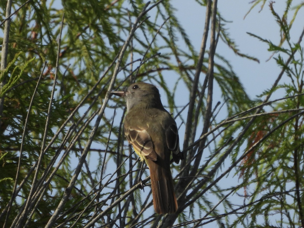 Great Crested Flycatcher - ML623003376