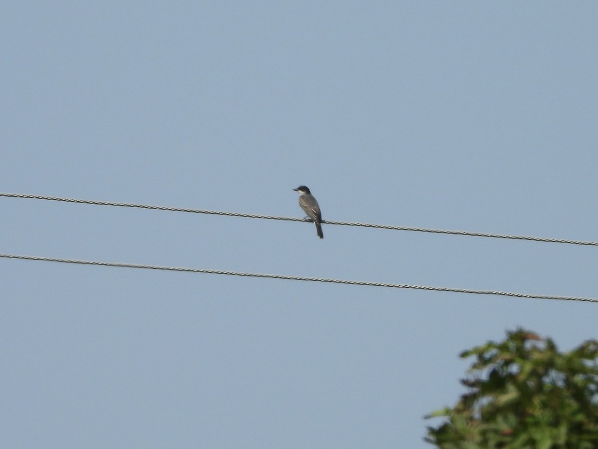 Eastern Kingbird - ML623003379