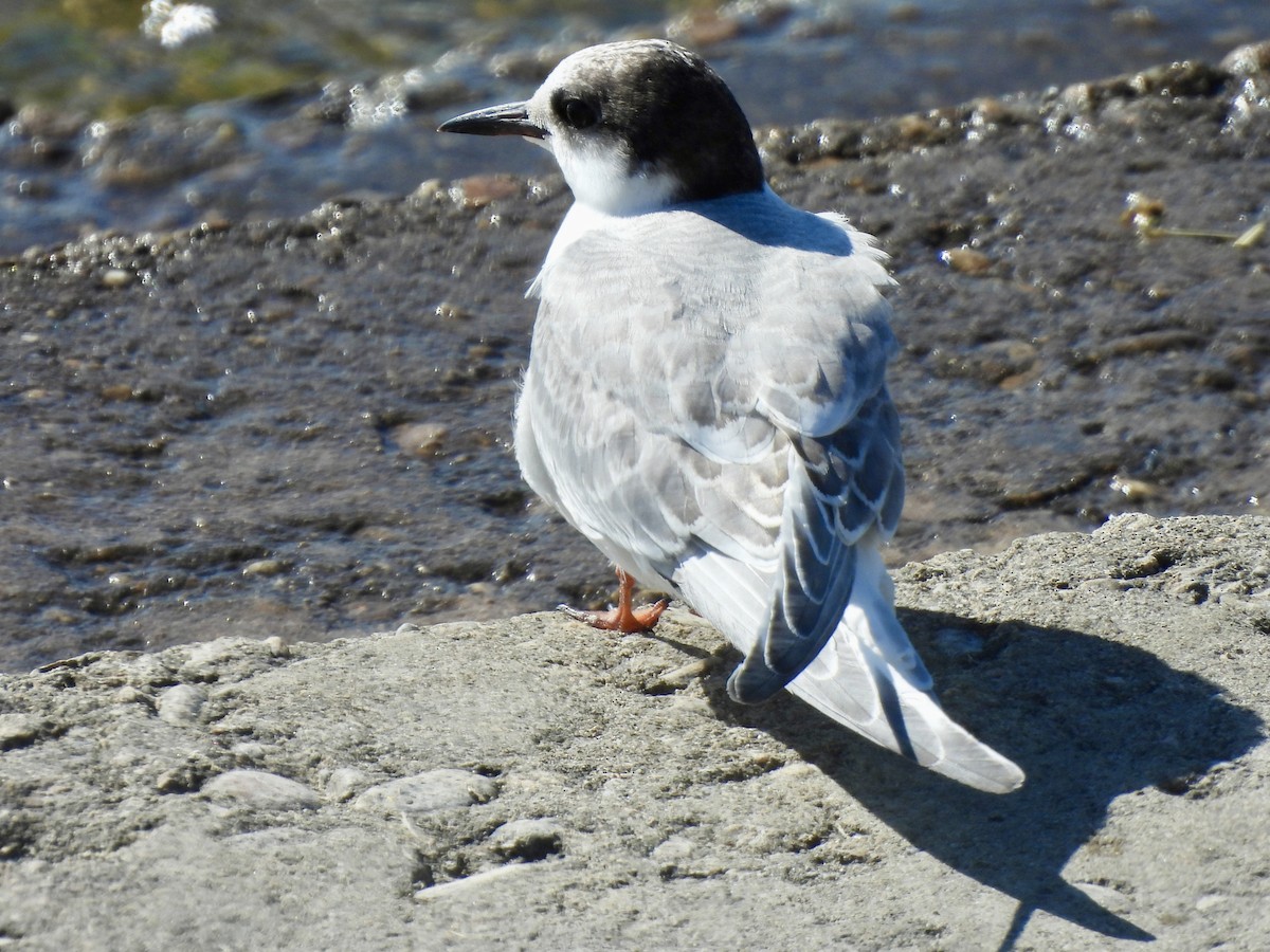 Forster's Tern - ML623003392