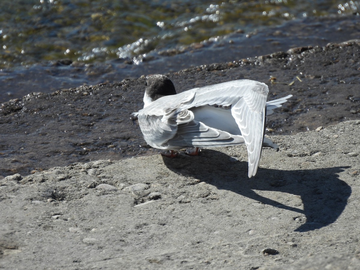 Forster's Tern - ML623003393