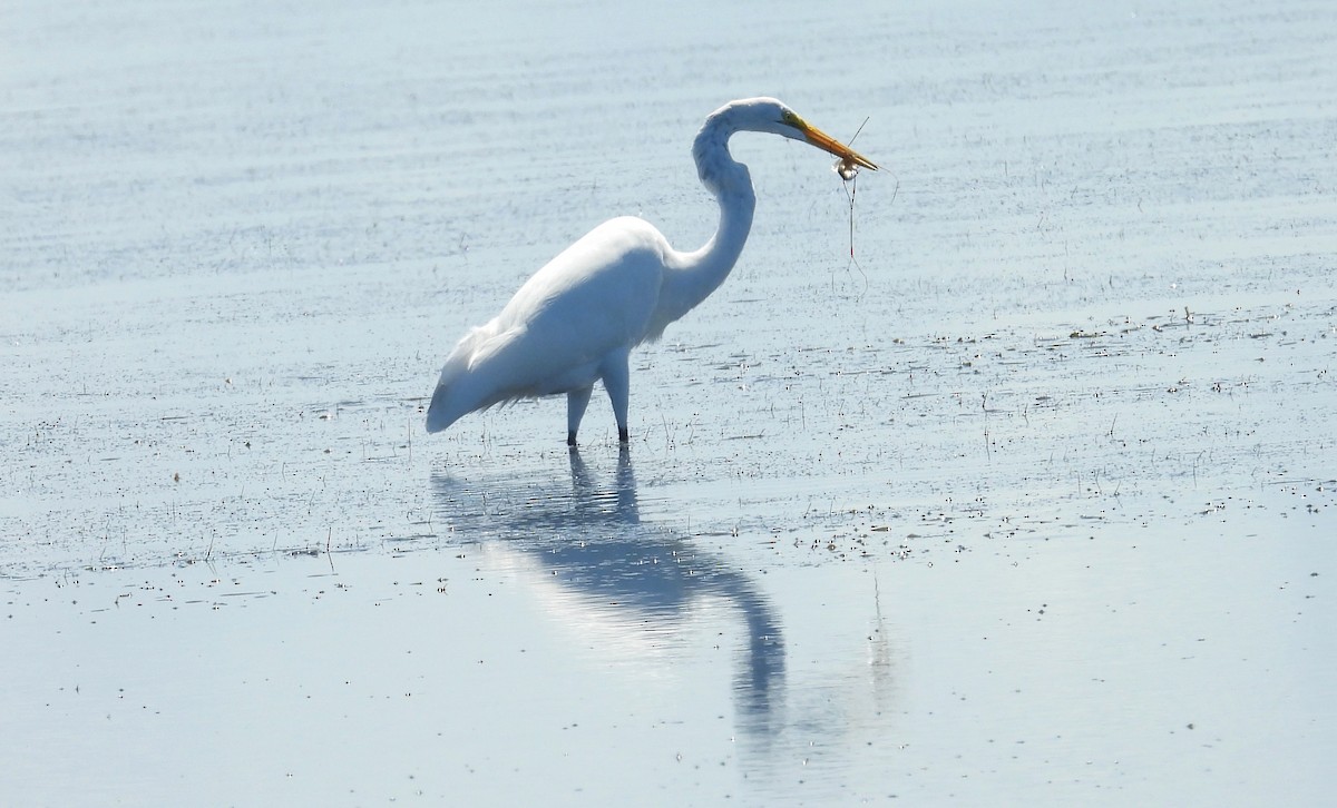 Great Egret - ML623003461