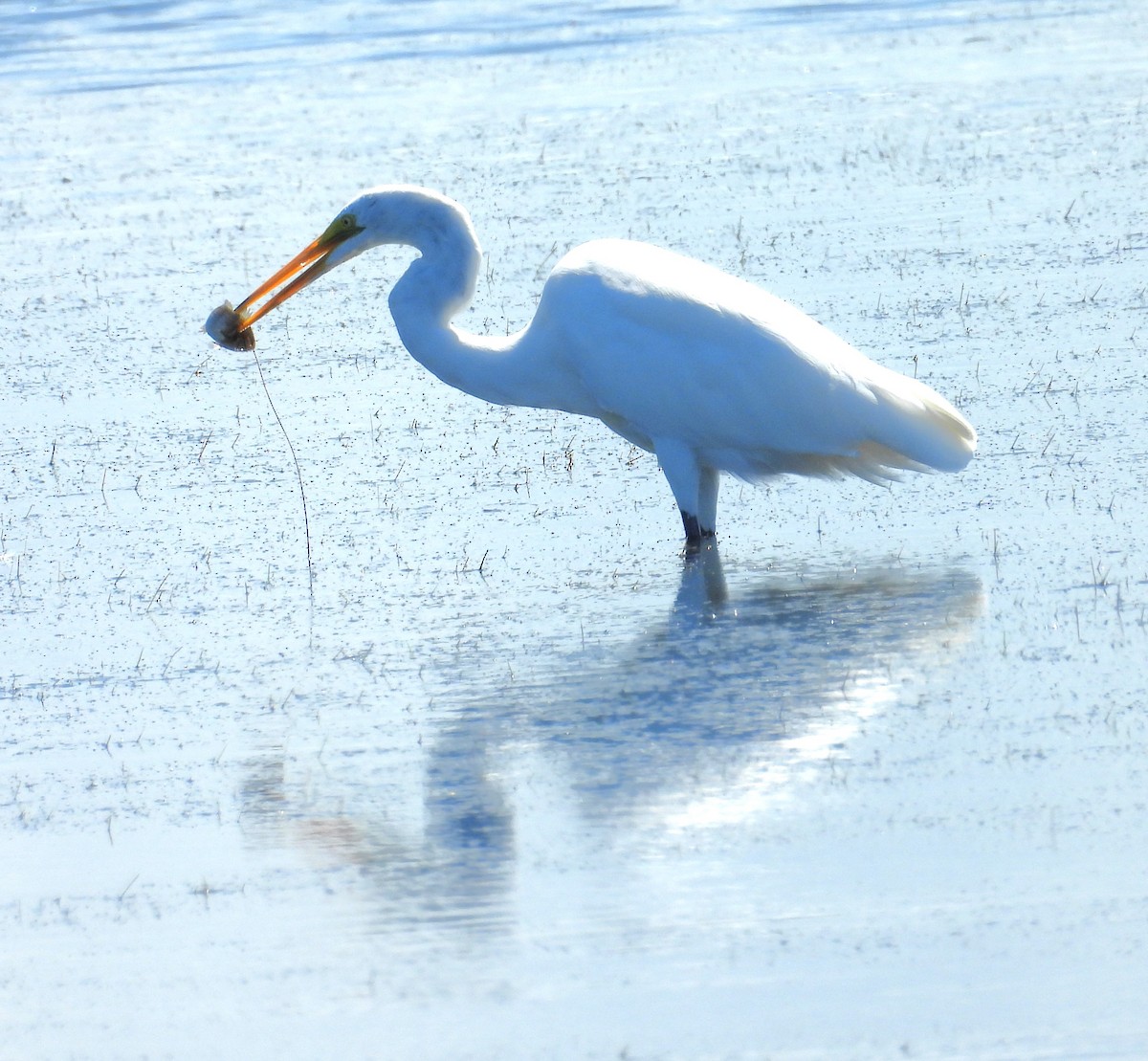 Great Egret - ML623003462