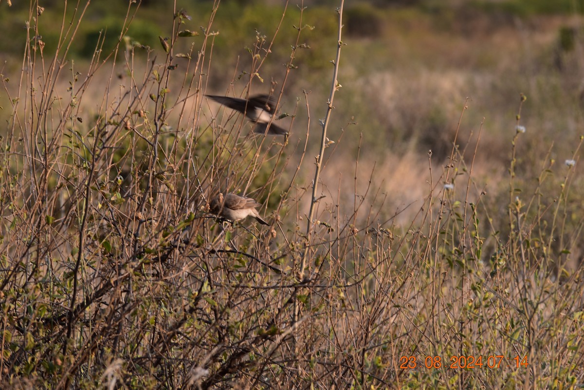 Yellow-spotted Bush Sparrow - ML623003527