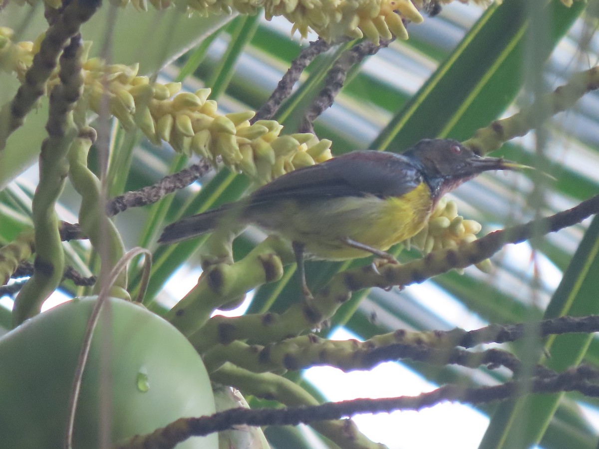 Red-throated Sunbird - 鵂 劉